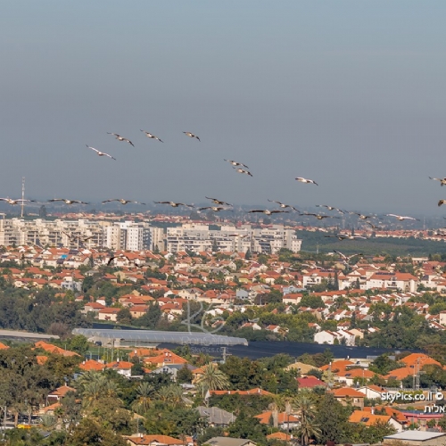 כפר יונה 