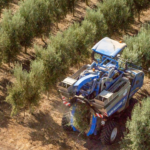 modern olive harvesting