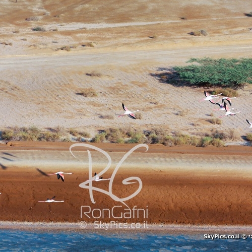 Greater Flamingo (Phoenicopterus roseus), Red sea Eilat.

 
