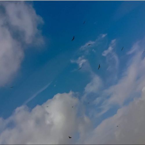 Eagels at the Negev desert