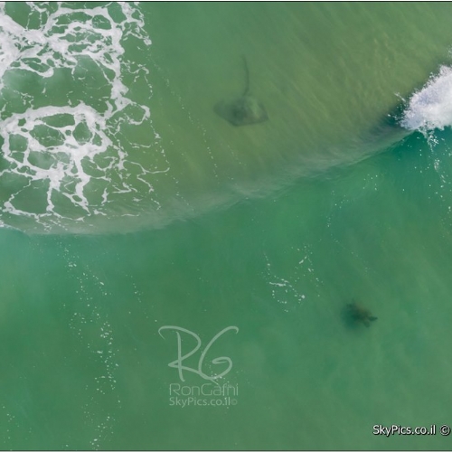Stingray, aerial