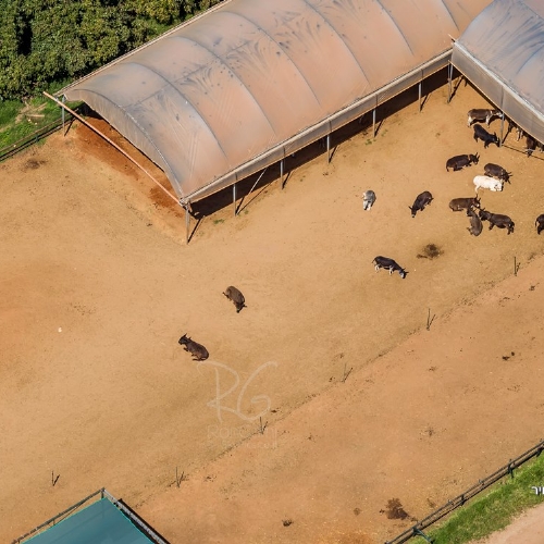 The Holy land donkey's farm 