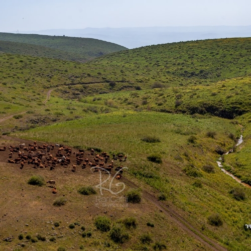  Cows at Issaschar stream