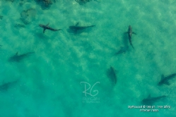 כרישים במים רדודים בחופי ישראל