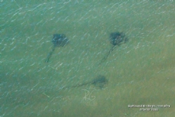 Stingray at Israel